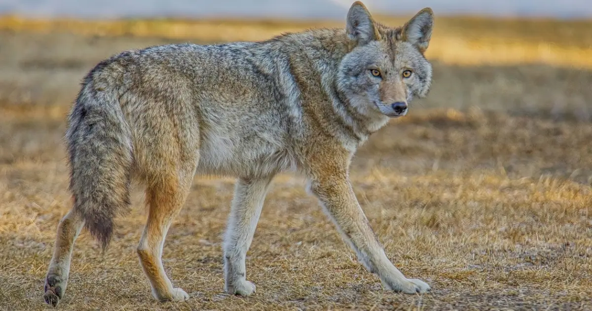 A photograph of a coyote in autumn weather.