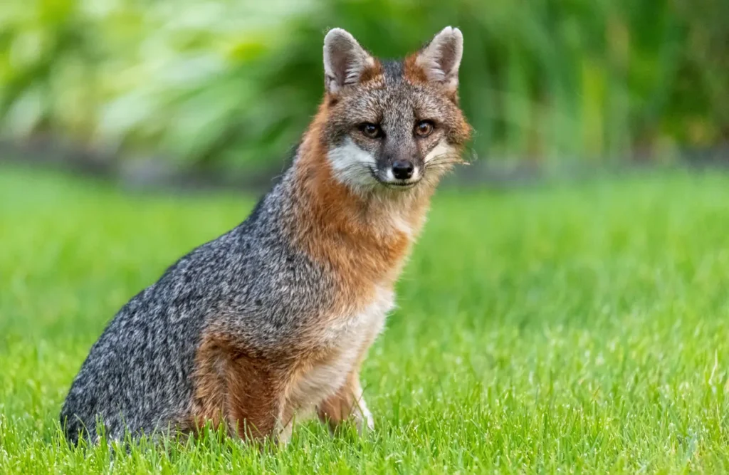 Picture of a gray fox in nature