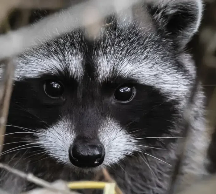 A closeup picture of a raccoon