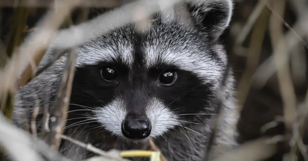 A closeup picture of a raccoon