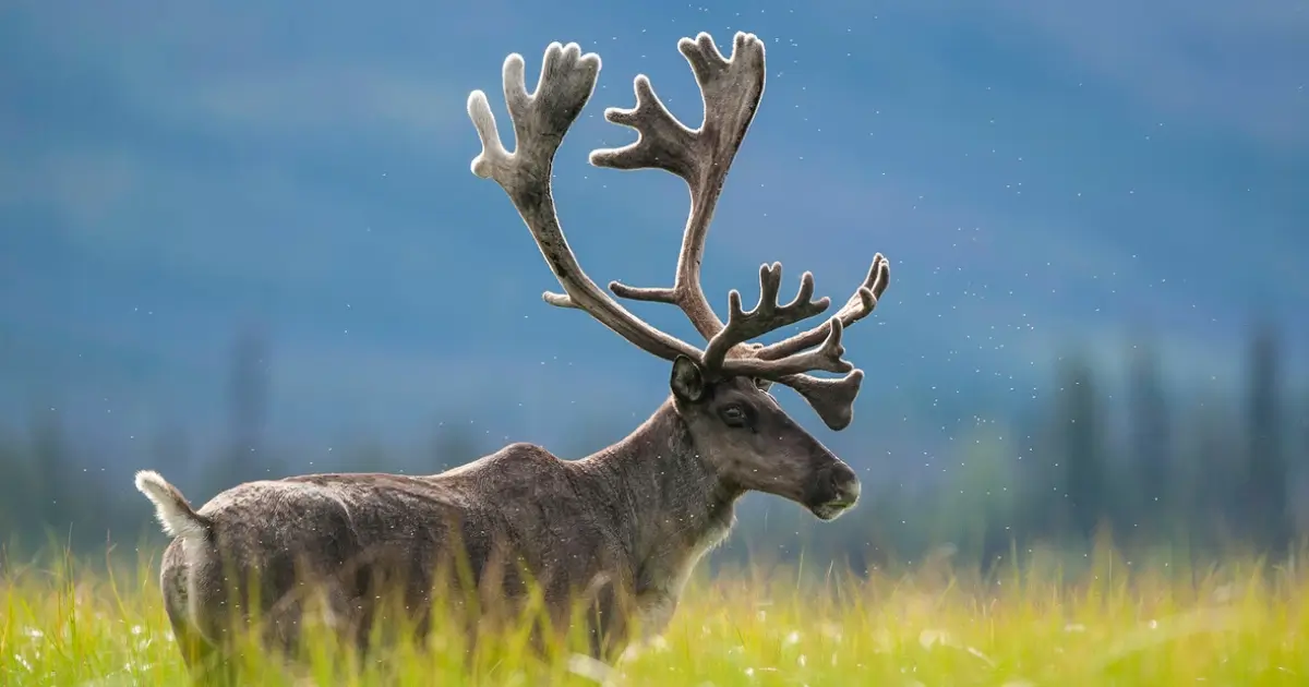 A picture of a mountain caribou standing in a field.