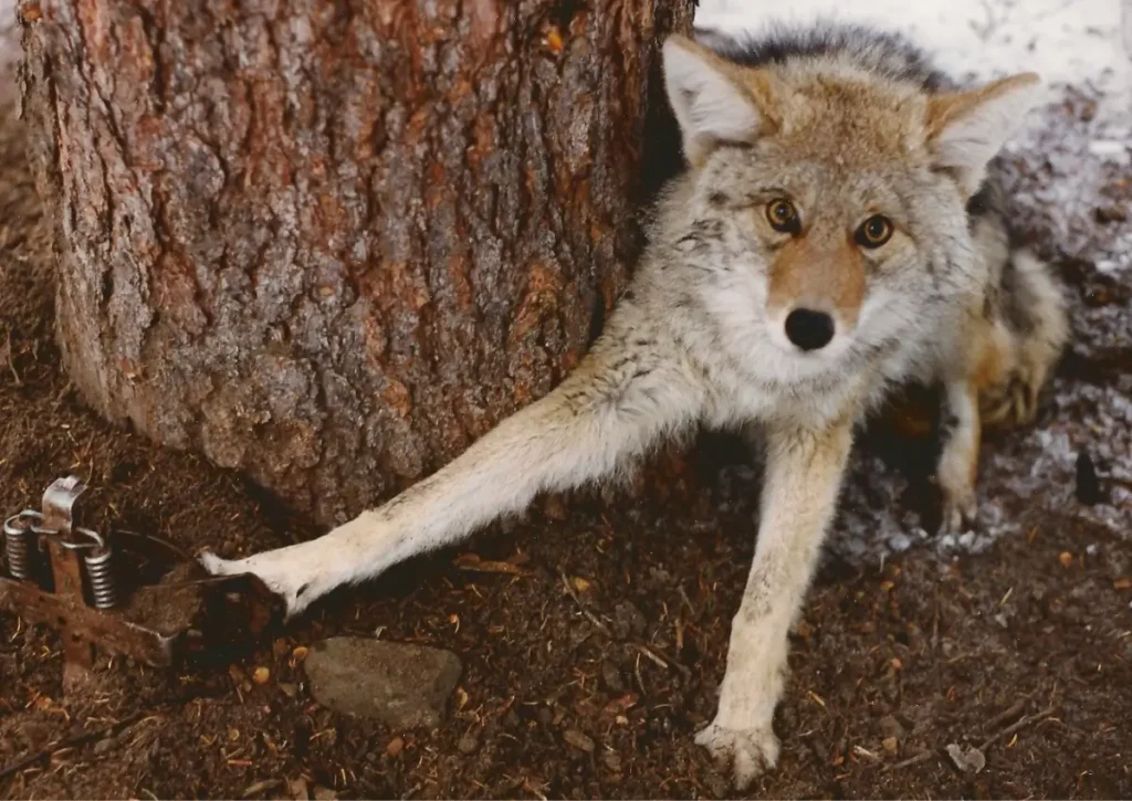 A picture showing a coyote caught in a leg-hold trap.