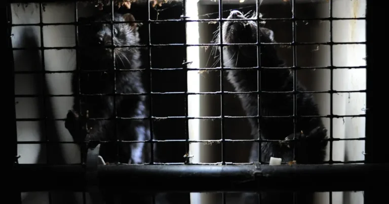 A picture of two mink in cages