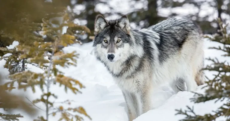 A picture of a rocky mountains wolf
