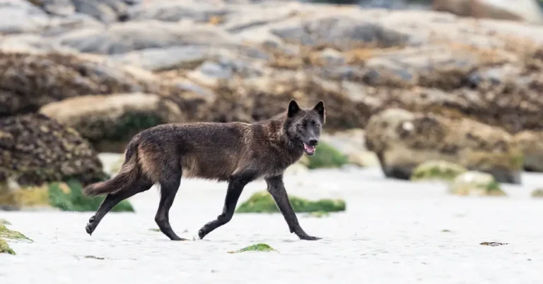 A wolf trots along the beach