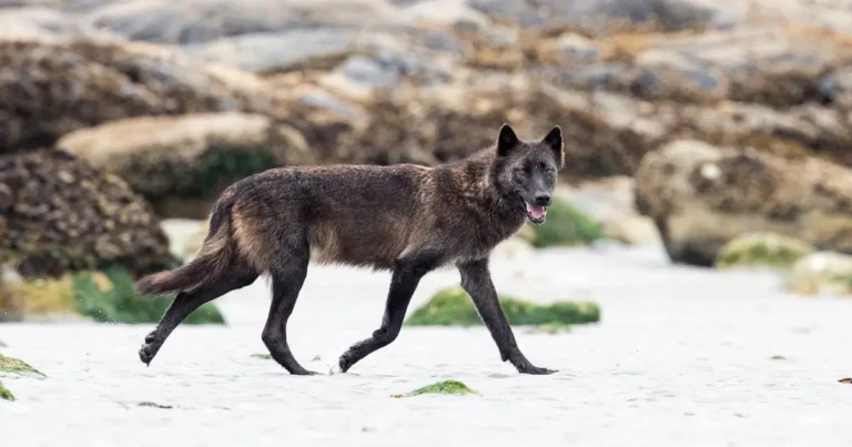 A wolf on BC's coast