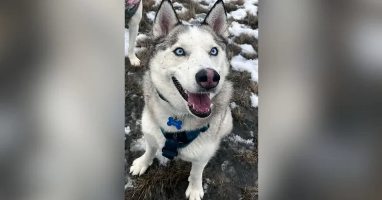 A photo of Moon, a siberian husky who died in a trap