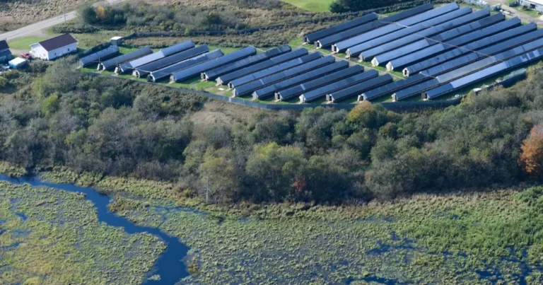 Aerial image of a massive fur farm next to open water in Nova Scotia