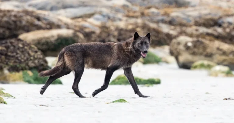 A wolf trots along a BC coastal beach