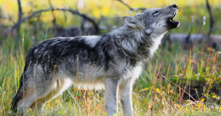 A photo of a wolf howling in the Rocky Mountains