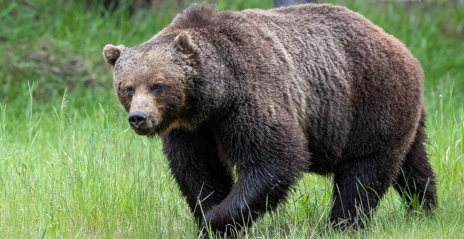 A photo of grizzly bear The Boss, by John E. Marriott