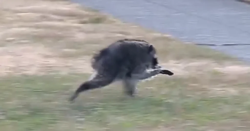 A screengrab of Jimothy the raccoon