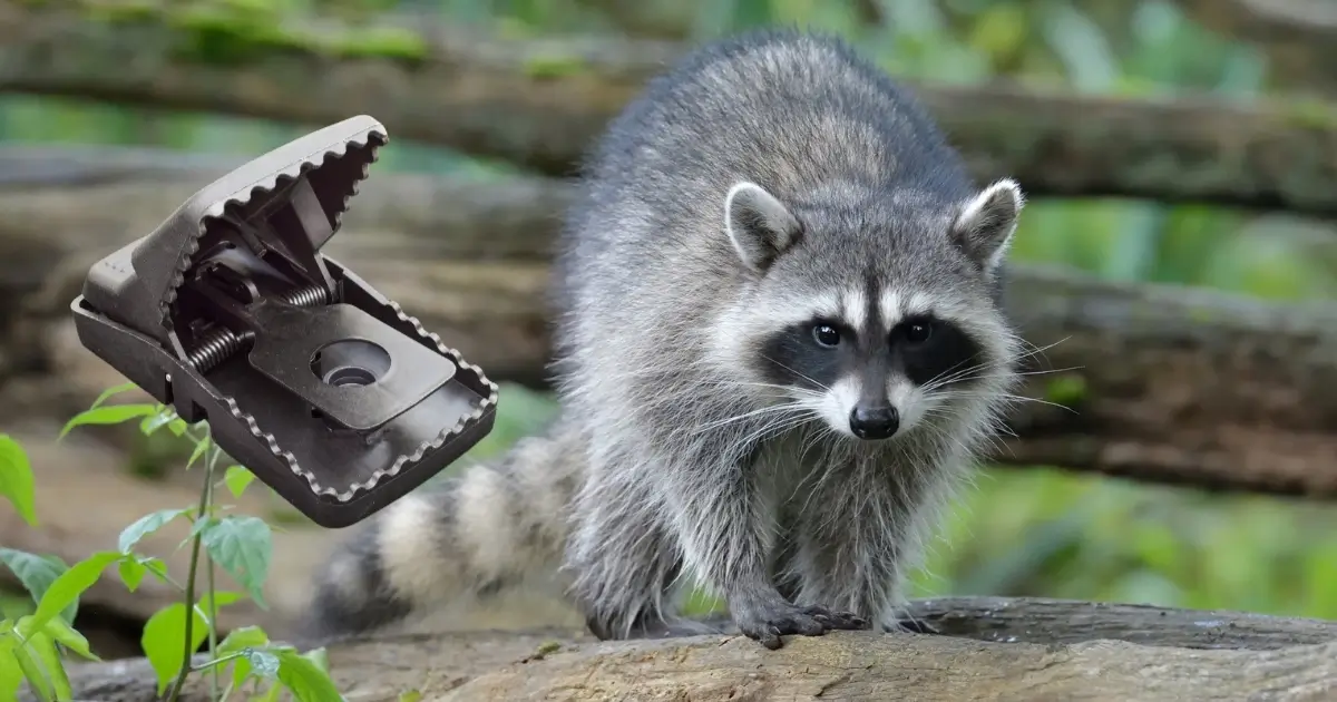 A photo of a raccoon with a black plastic rat trap superimposed.