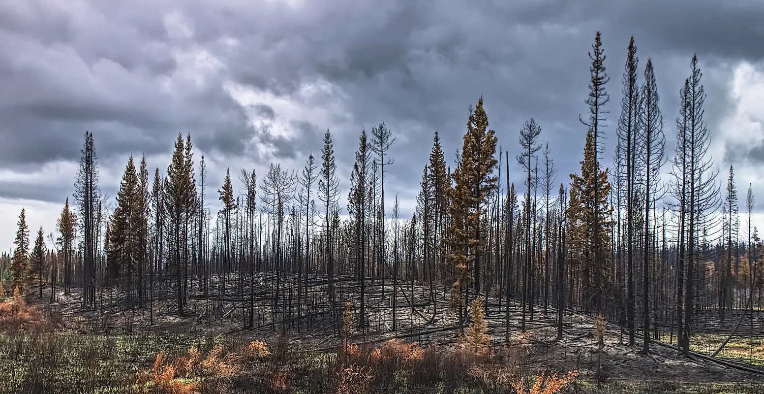 A photo of a forest after being devastated by a wildfire in British Columbia.