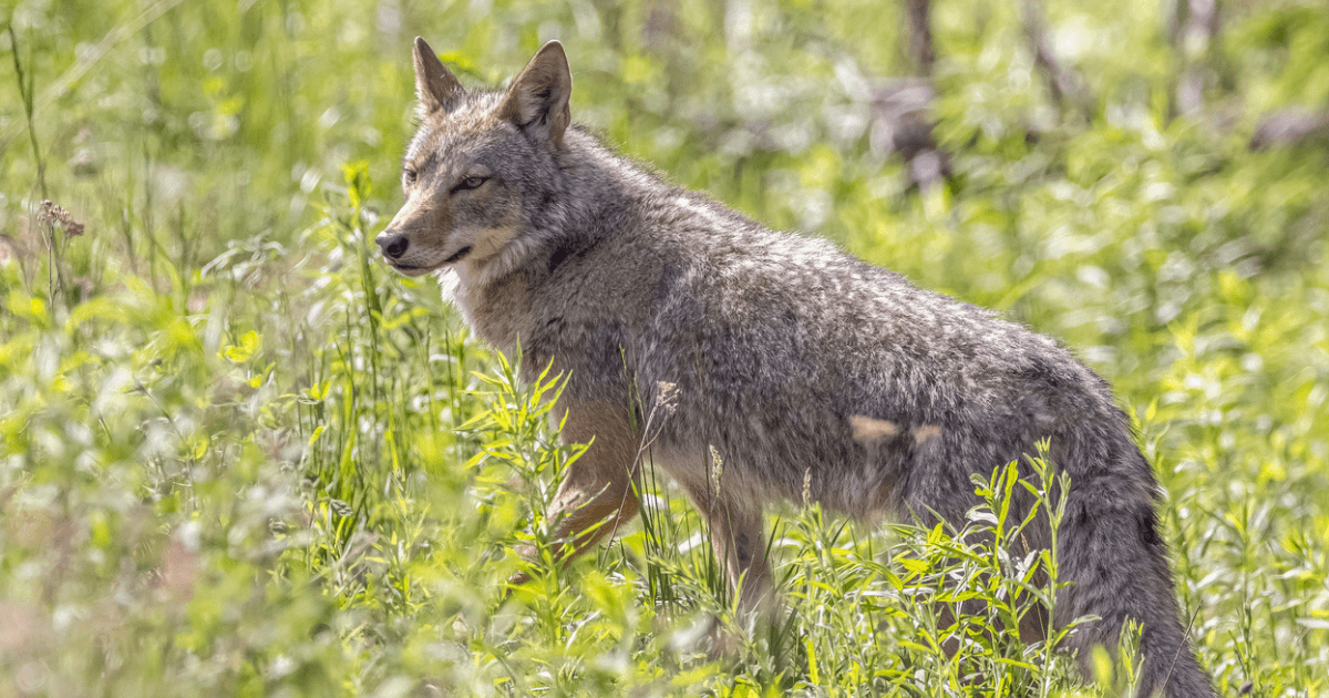 Webinar – Challenging Wildlife Myths: Coyotes