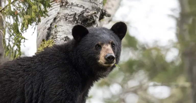 A photo of a black bear