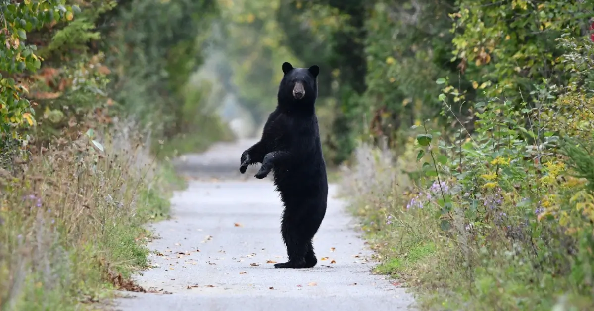 Sharing the Trails: Wildlife and Recreation in the Canadian Rockies