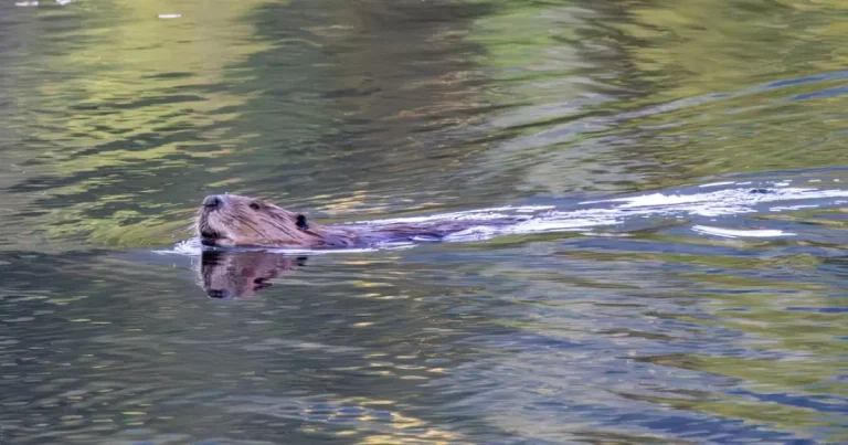 A photo of A beaver swimming in a Canadian pond