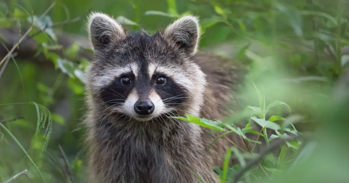 Municipal Elections: Questions You Can Ask For Wildlife