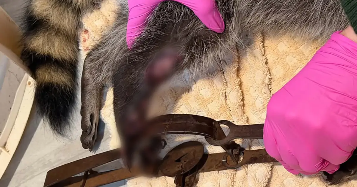 REWARD: Raccoon Severely Injured By Trap in Langley