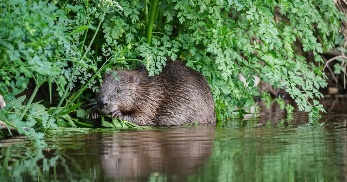 Study: From Reintroduction to Coexistence