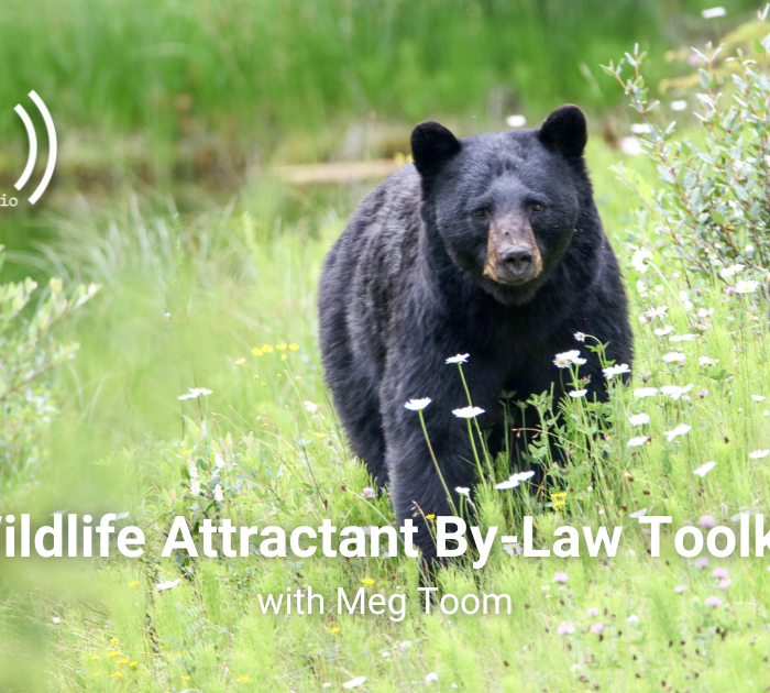 An image of a black bear with the text Wildlife Attractant ByLaw Toolkit and the Defender Radio logo.