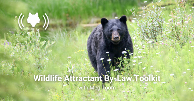 An image of a black bear with the text Wildlife Attractant ByLaw Toolkit and the Defender Radio logo.