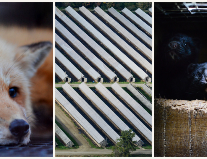 An image showing a red fox in a fur farm cage, rows of fur farm sheds, and a mink in a fur farm cage.