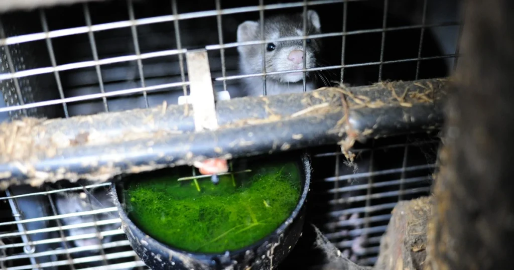 A photo of a mink in a fur farm cage in British Columbia. It is dark and dank.