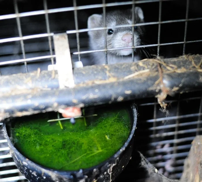 A photo of a mink in a fur farm cage in British Columbia. It is dark and dank.