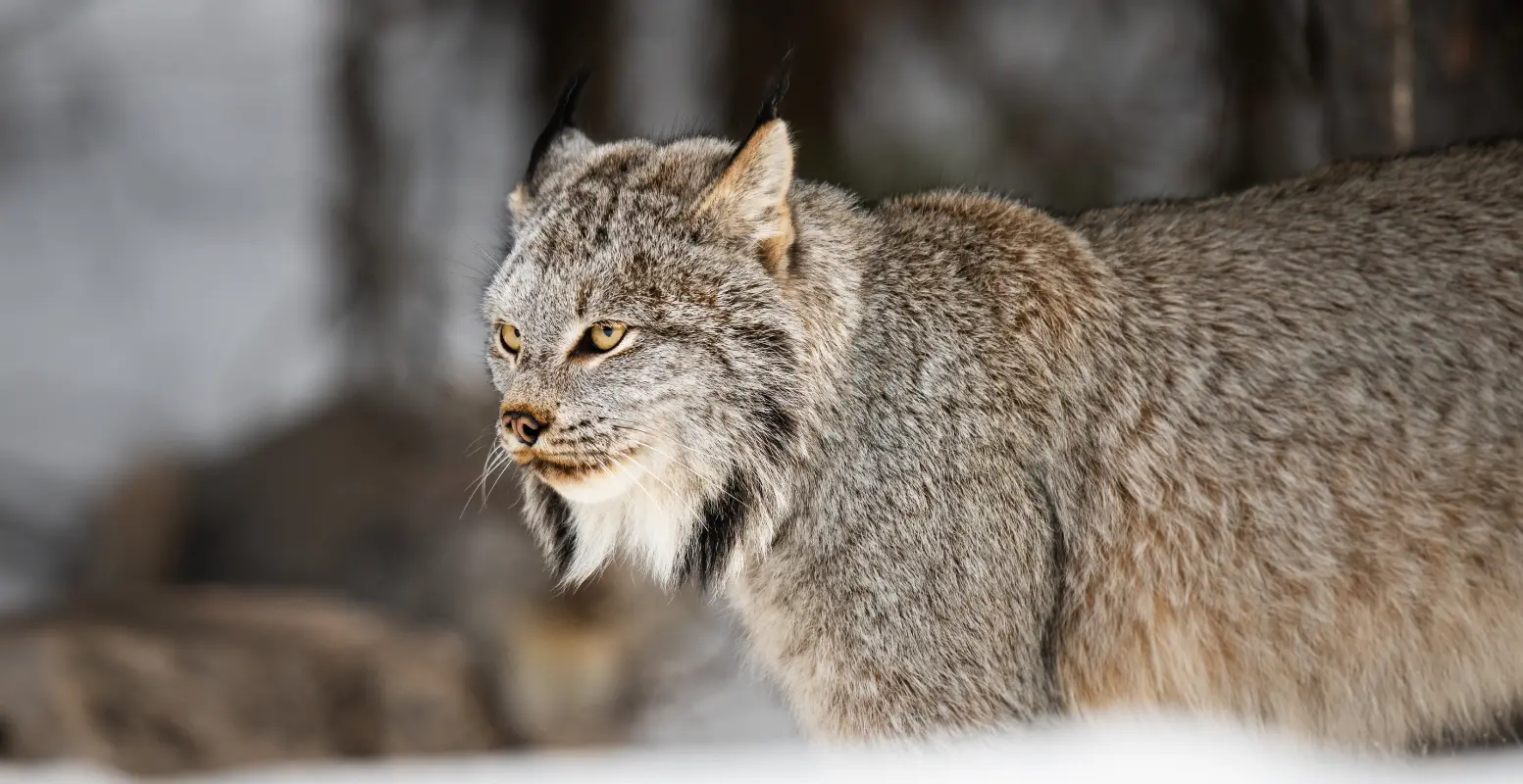 Canada Lynx Slider
