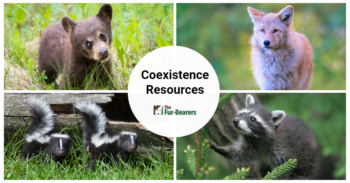 Resources for Wildlife by The Fur-Bearers