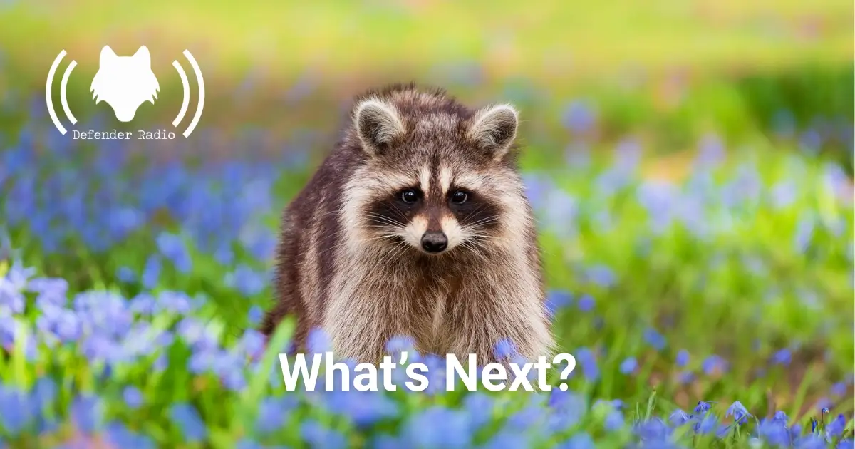 A picture of a raccoon with the Defender Radio podcast logo on it