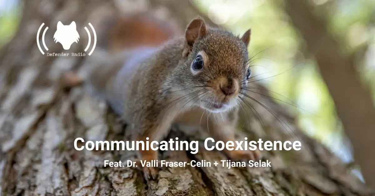 A display image of a red squirrel on a tree, with the Defender Radio logo and episode title.