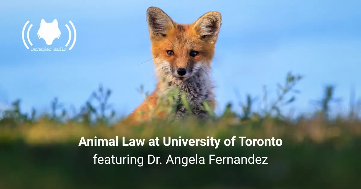 An image showing a fox and the title of the podcast.