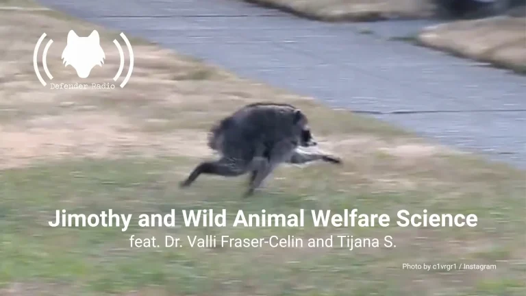 A photo of Jimothy the raccoon with the Defender Radio logo and show title superimposd over it.