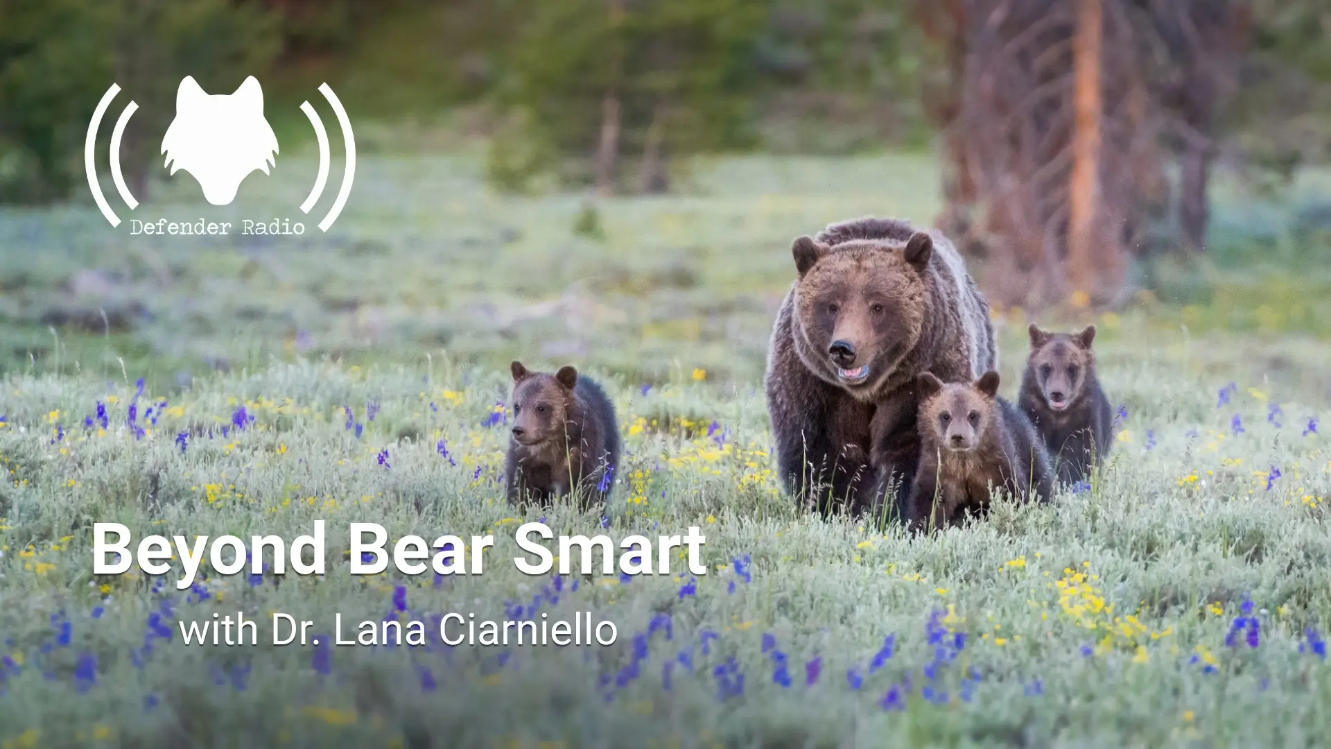 Beyond Bear Smart with Dr. Lana Ciarniello