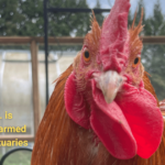 P.E.A.C.E. is Supporting Farmed Animal Sanctuaries