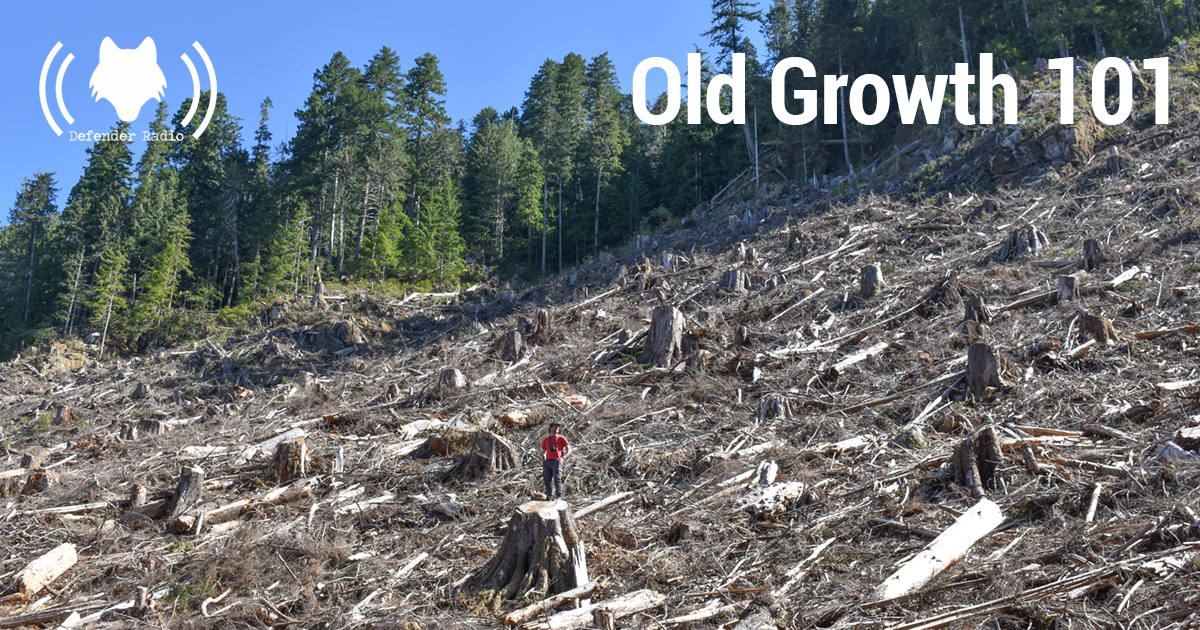 Image depicting old growth cut down with an individual standing for scale.