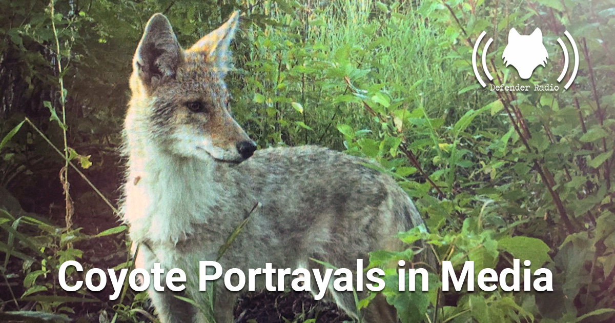 Coyote Portrayals In Media, Ten Years Later