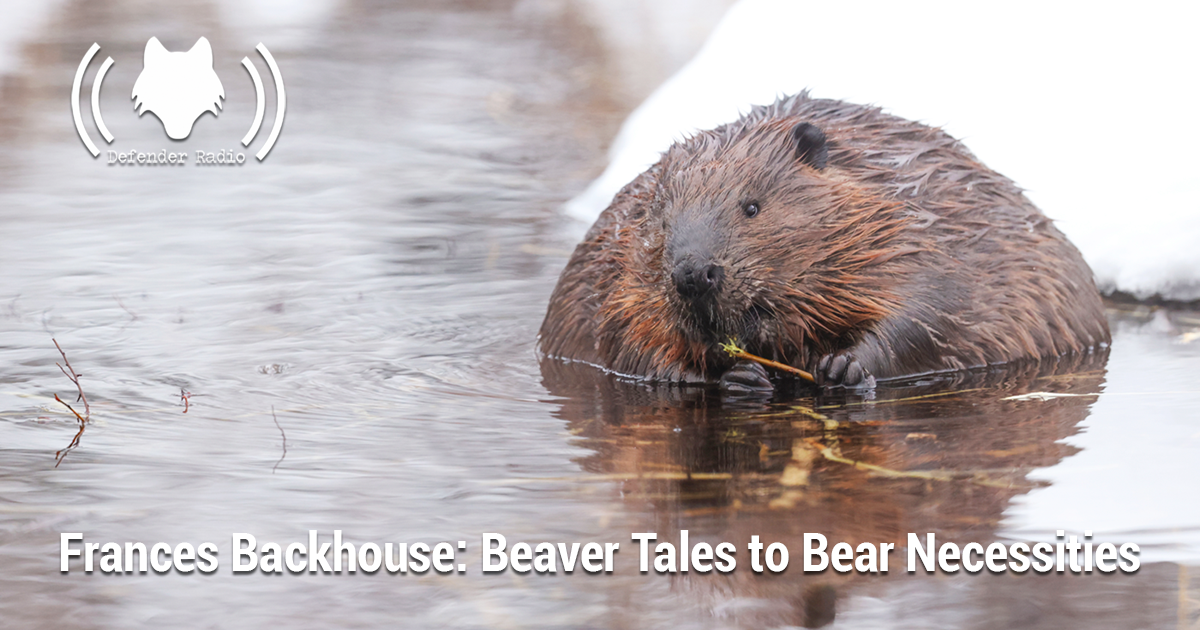 Frances Backhouse: Beaver Tales to Bear Necessities