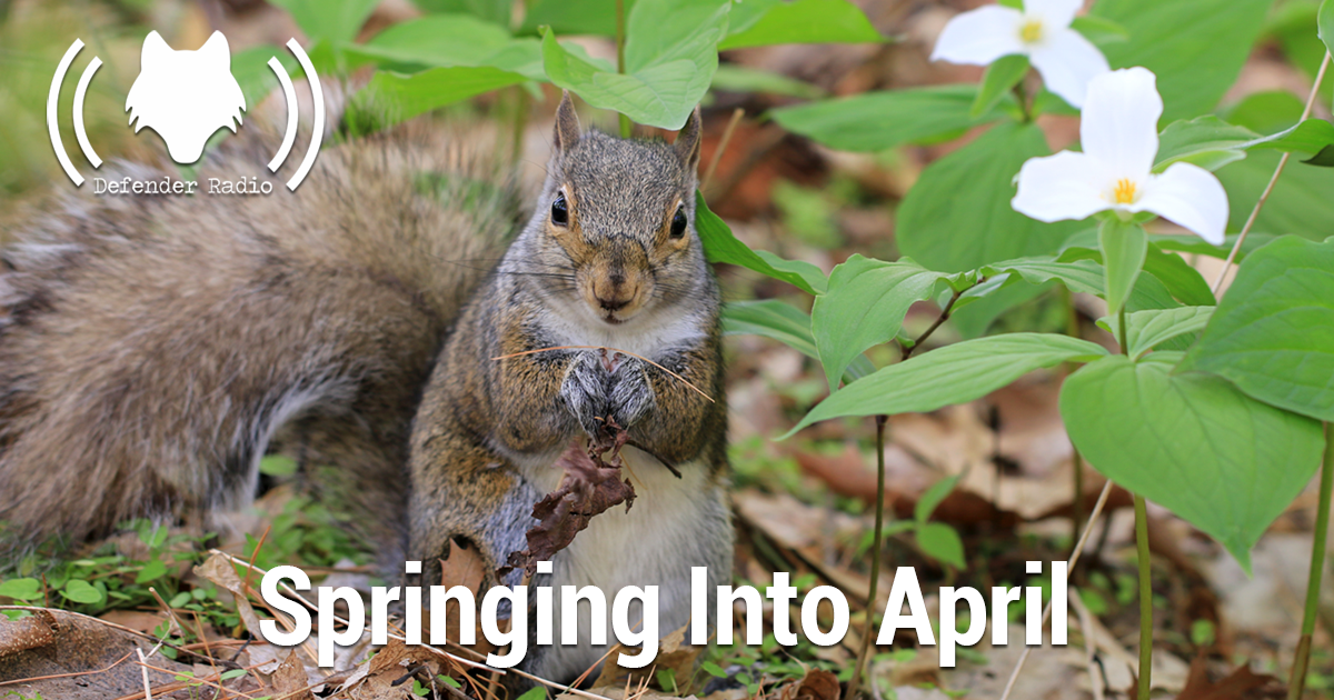 Springing Into April