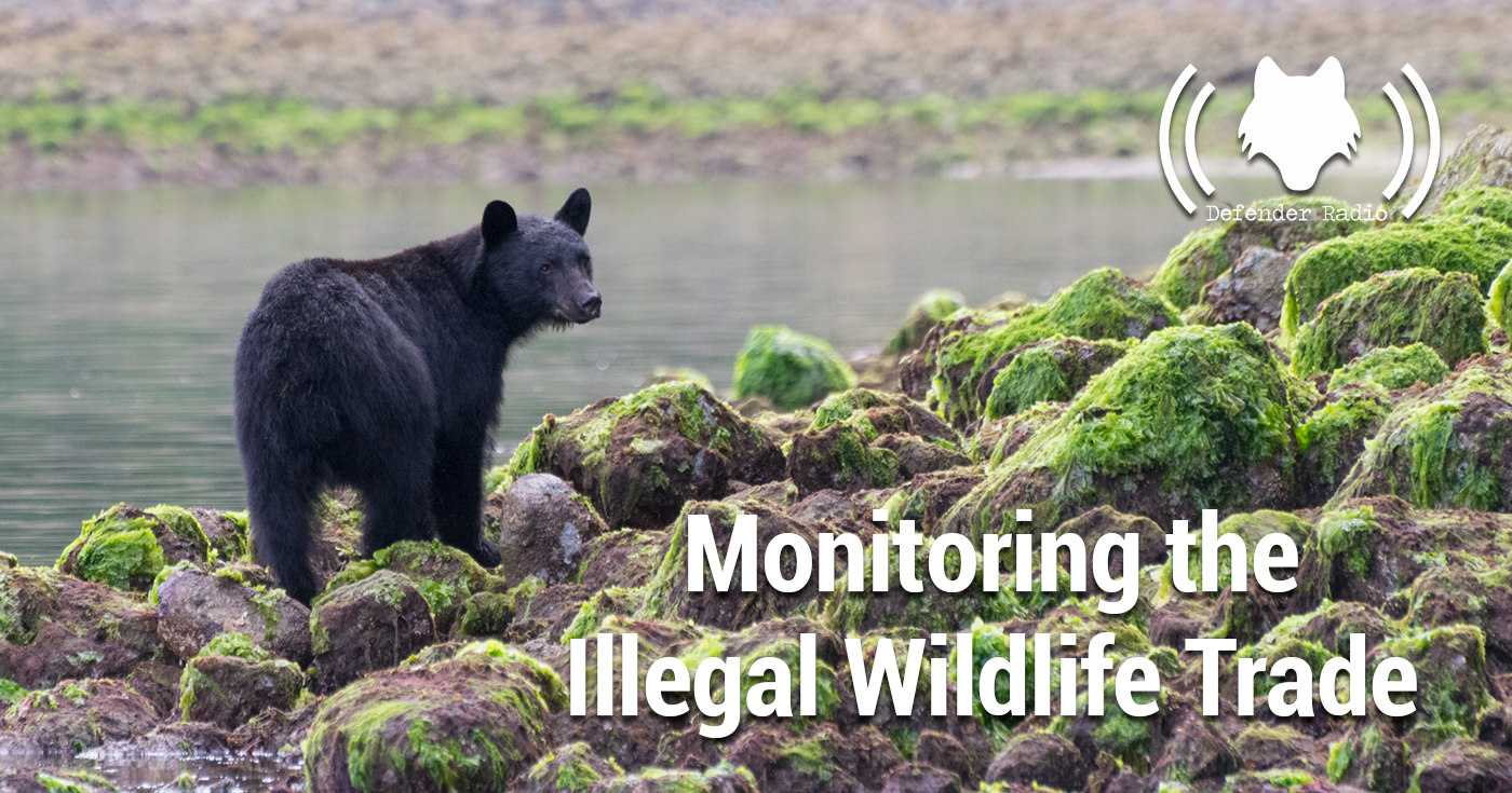 Monitoring the Illegal Wildlife Trade and Canada’s Role