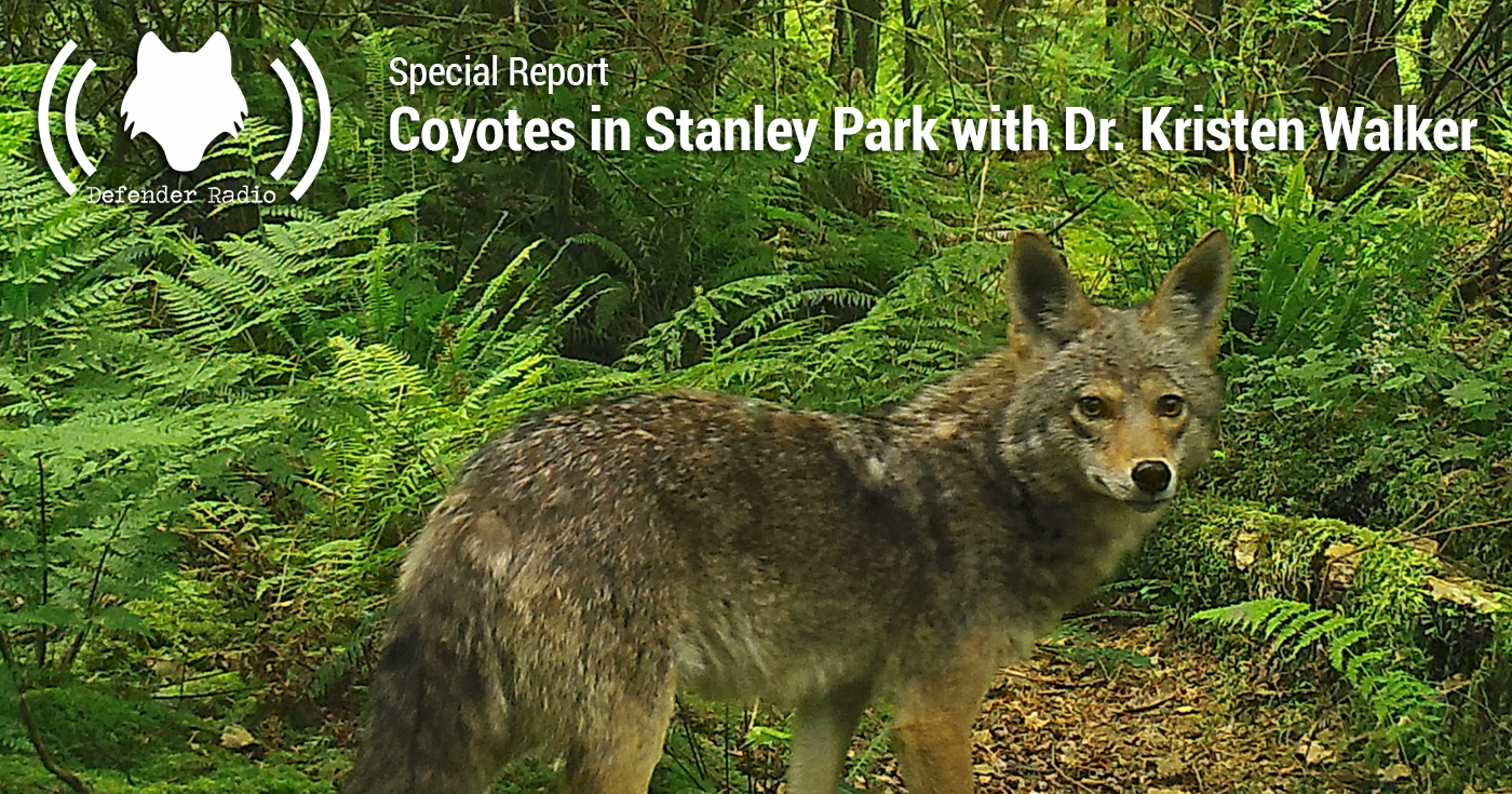 Episode art showing a coyote in Stanley Park.