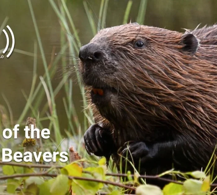 A picture of a European Beaver with the Defender Radio podcast logo
