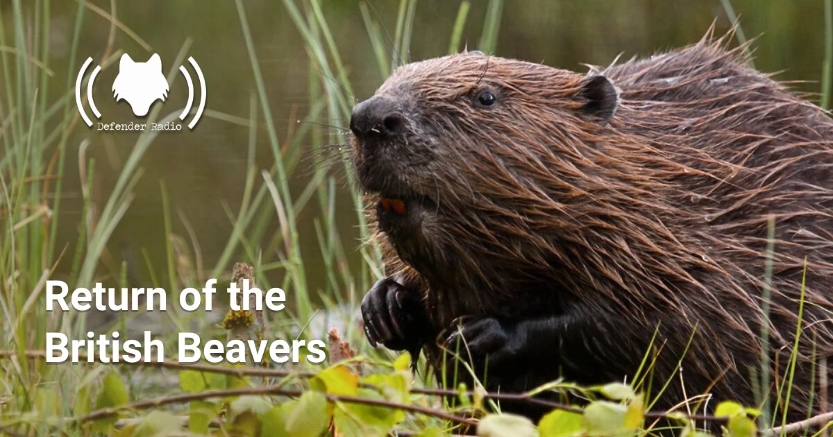 A picture of a European Beaver with the Defender Radio podcast logo