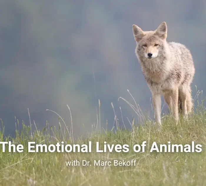 Picture of a coyote with the episode title on it.