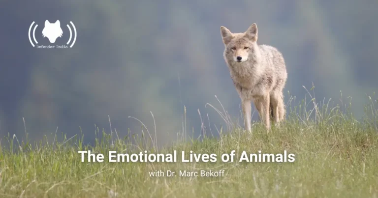 Picture of a coyote with the episode title on it.