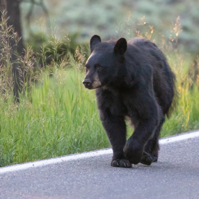 Black bear walking along the roadside