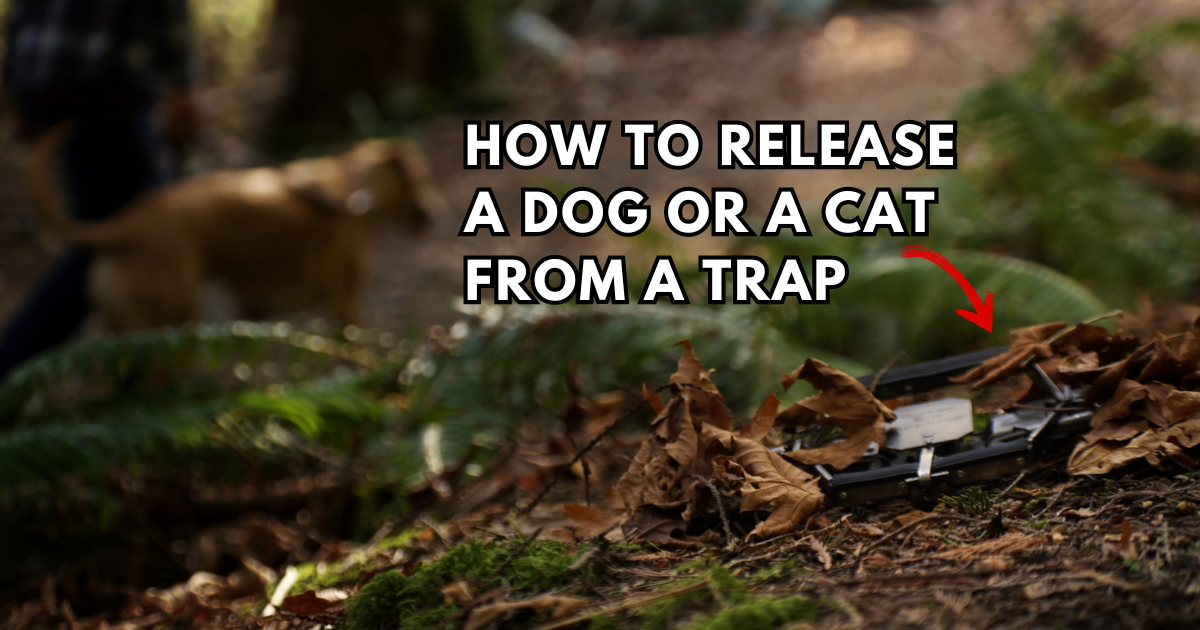 How to Release a Dog from a Trap, Blog and News